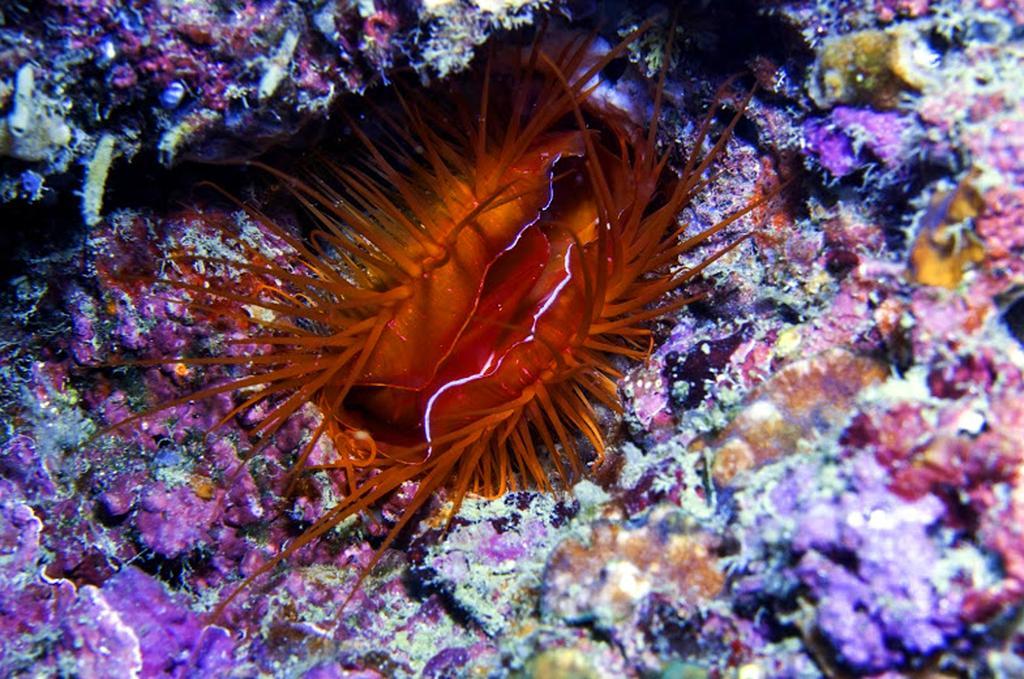 Marco Vincent Dive Resort Puerto Galera Bagian luar foto